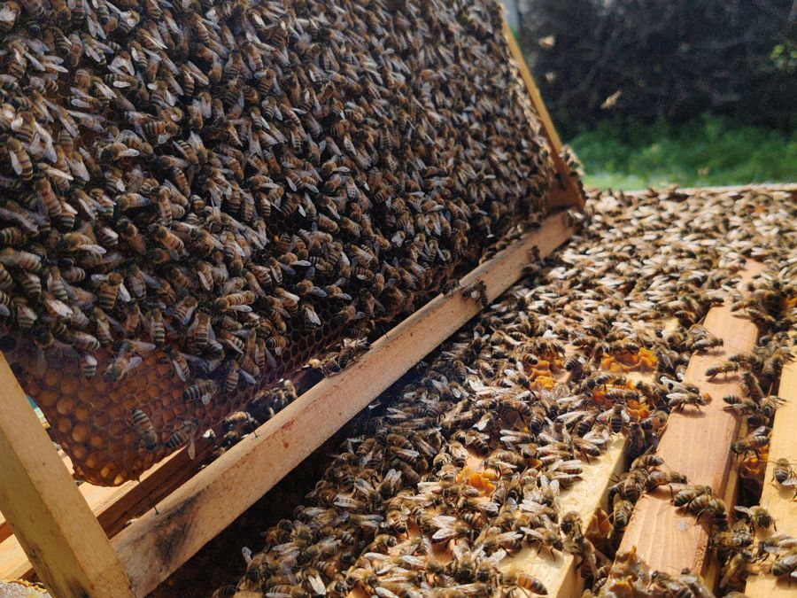 Un telaino pieno di api sopra l'arnia