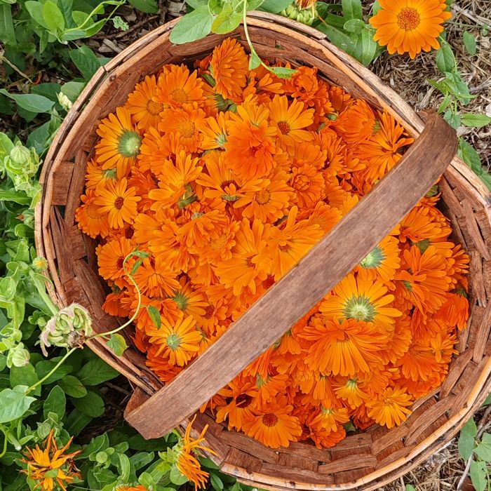 Un cesto di calendula appena raccolta